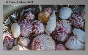 Macro Shells Feb 2024-23.jpg
